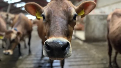 AI Masuk Peternakan, Kamera Pintar Bantu Deteksi Sapi Sakit Lebih Cepat